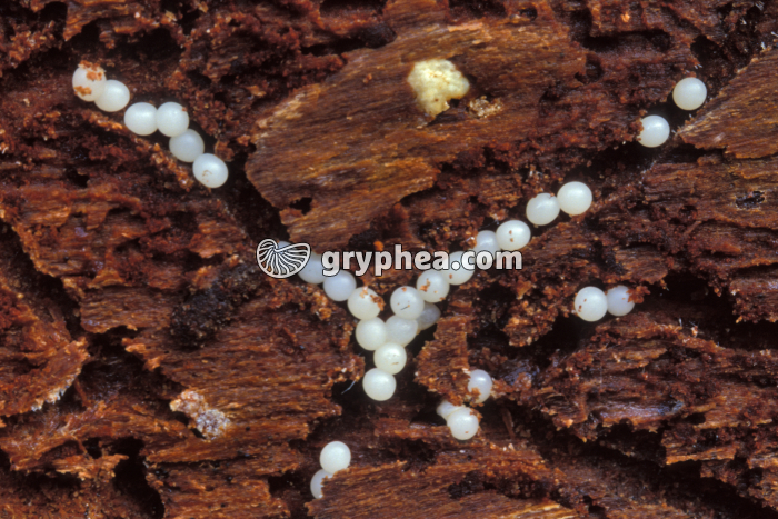 Oeufs de gastéropode dans bois mort - gryphea.org